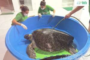 Tartaruga gigante é resgatada com vida em praia de Alagoas | Biota